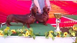 Arad cacib teny�szp�r 2